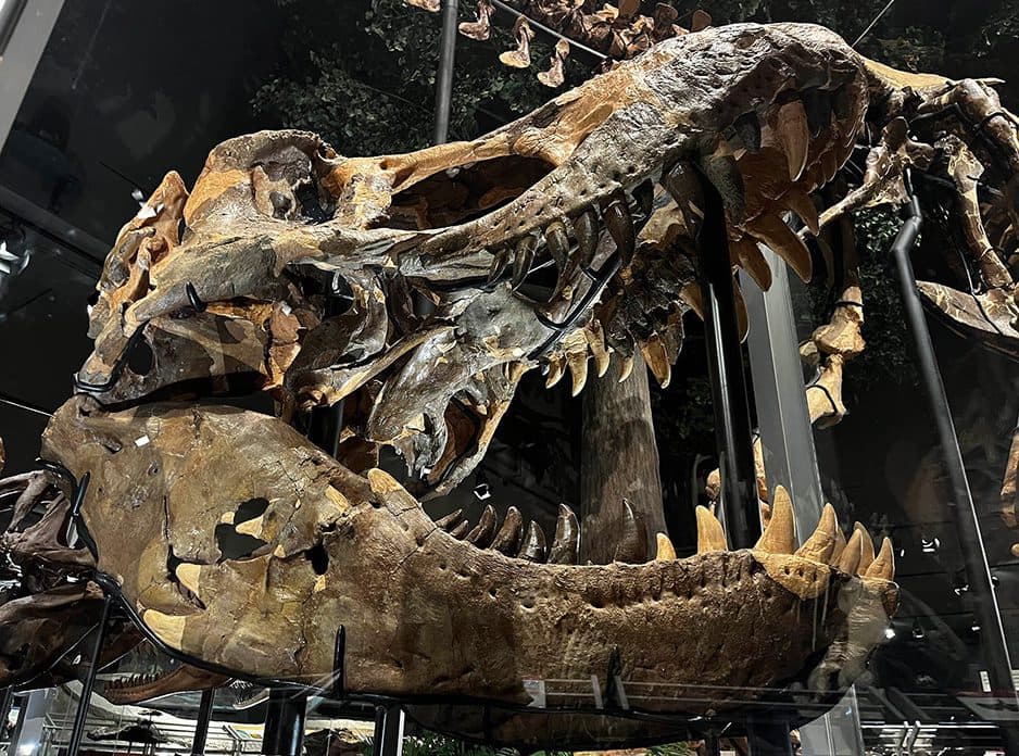 T. Rex Skull at Museum of the Rockies