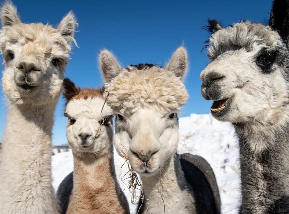 Alpacas of Montana