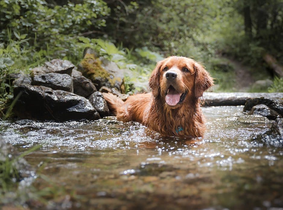 golden retriever in a river